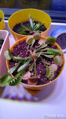 Подоконник.