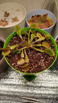 Санлайт, кварц досыпан позже.