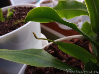 Будущий кувшин