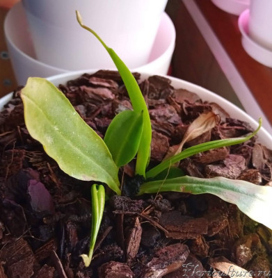 Стало (черное в центре - это уголь)