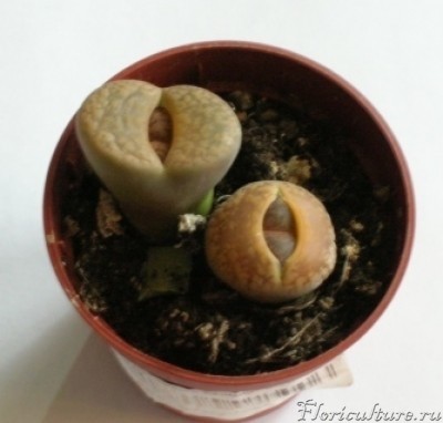 Изображение 011.jpg