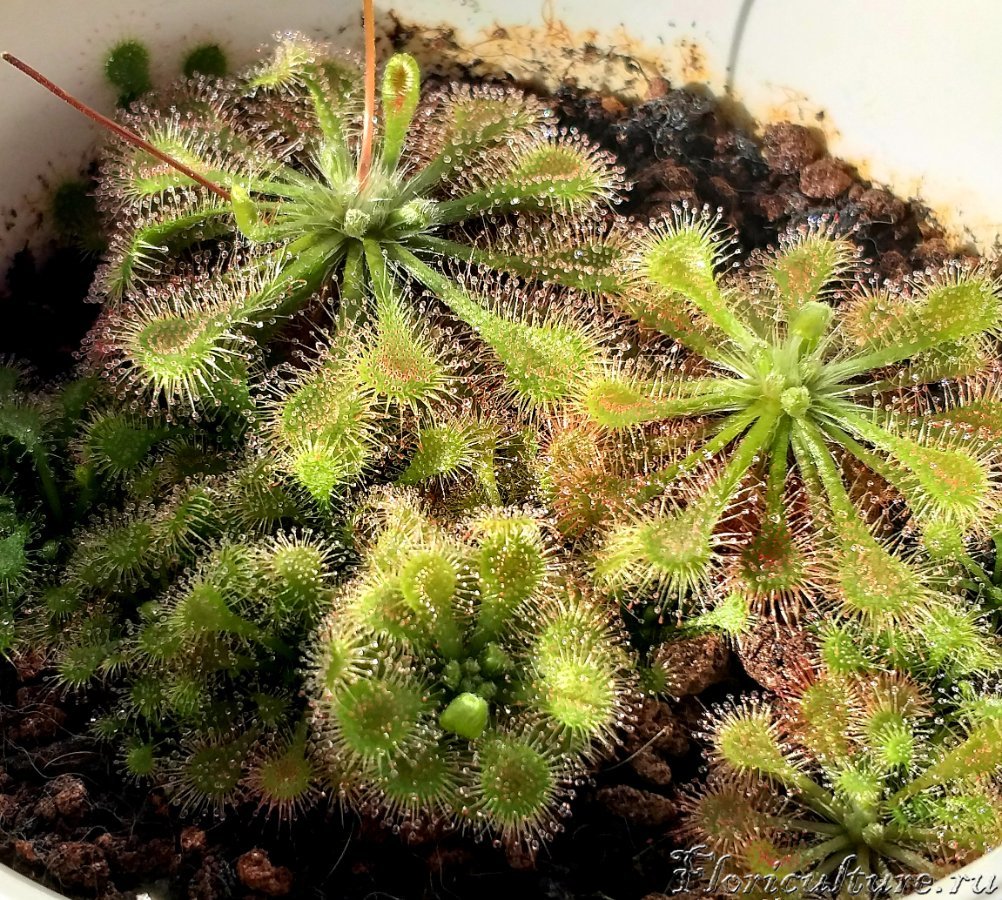 Росянка (Drosera) - Страница 237 - Комнатное цветоводство