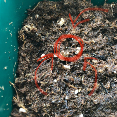 flytrap-seed.jpg