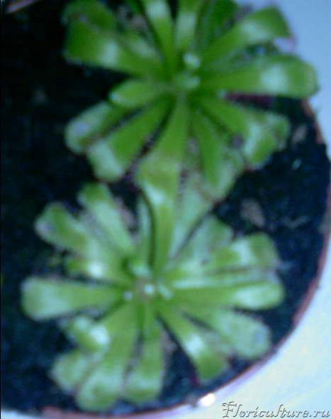 как то у нее подозрительно странно листья закручиваться начали не кто не знает от чего от переизбытка света так на нее и так не попадают солнечные лучи