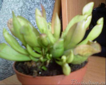 САРАЦЕНИЯ какого только вида?!