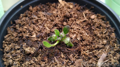 Эксперимент