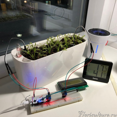 Упорядоченно-нейтральный росяночник