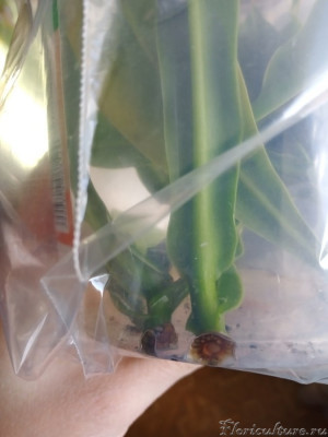 Воды там хватает, перетекла вниз пока делала фото)