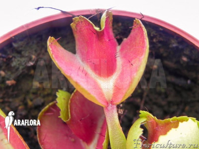 Dionaea-muscipula-Heartbreaker-3.jpg