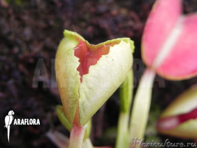 Dionaea-muscipula-Heartbreaker-4.jpg