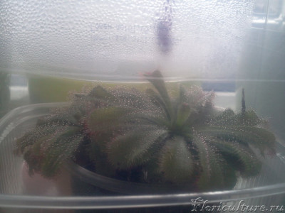 вот обе алисы в росе