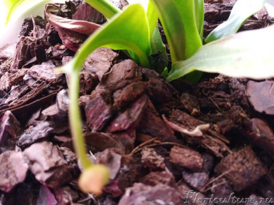 3 точка роста