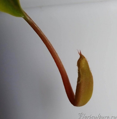 Тоже еще малютка и плоский