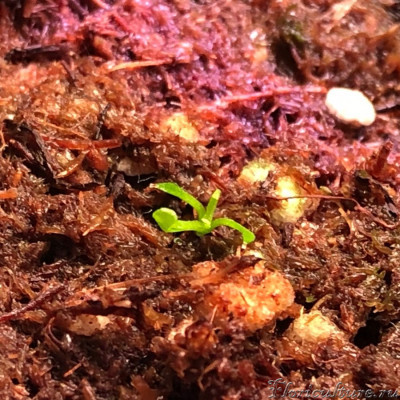 На фото: Какой-то бесхвостый амарант...