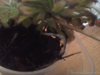 фото корней