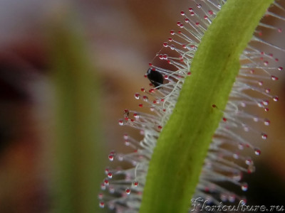 D.Capensis