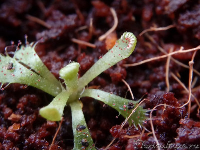 D.Aliciae, размах 1см