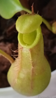 Белое на перистоме - клещики (так их классифицировали на форуме)