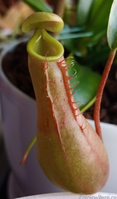 Весь перистом блистит от нектара. Жаль на фото не видно так, как глазом