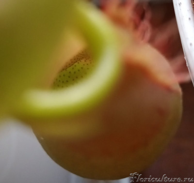 Видно чёткую разницу между волосковой и пищеварительной зонами