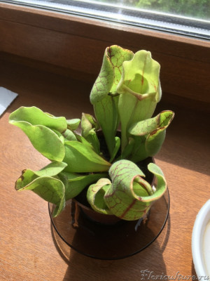 Саррацения после покупки