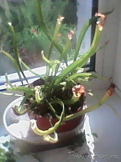 вот такой не презентабельный вид.