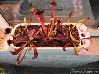 Это - начало прошлого года, сразу после рассадки