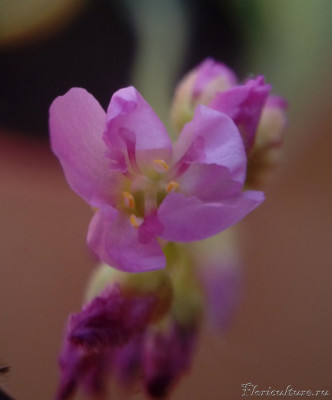 Цветок Capensis