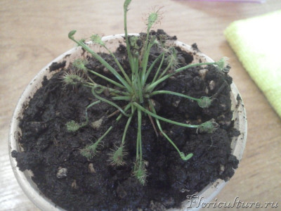 фото катастрофы