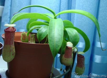 Nepenthes.JPG