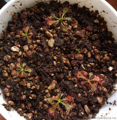 D. Spatulata var lovellae