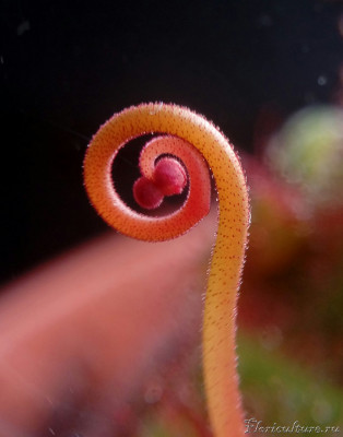 Цветонос Aliciae