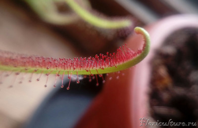 Распускающийся лист Capensis