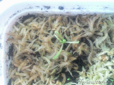 Самая большая. Уже почти полтора см в диаметре