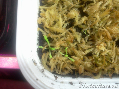 Две помельче