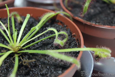 IMG_7226_новый размер.JPG