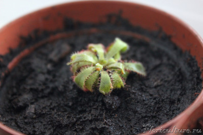 IMG_7227_новый размер.JPG