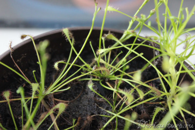 IMG_7228_новый размер.JPG