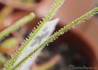 IMG_4356 — копия.JPG