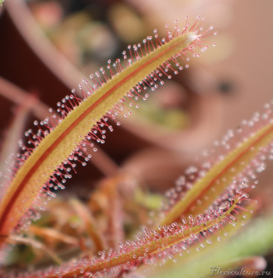 IMG_4357 — копия.JPG