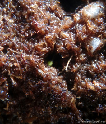 IMG_20200722_071124~2.jpg (289.46 КБ) 2276 просмотров Зеленое пятно - это росток дионеи