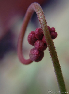 Бутоны Aliciae