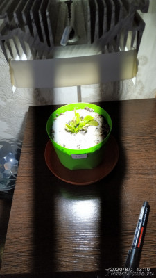 Камера видит пульсации, оставил всё как есть.