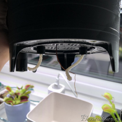 Пухленькая постаралась!