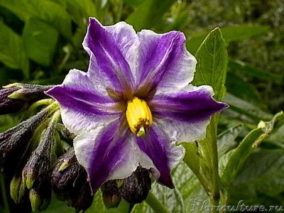 Solanaceae4.jpg