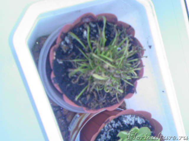 Росянки засыхают