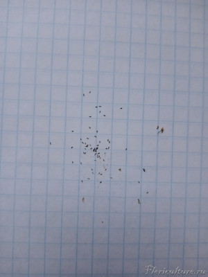 Семена из одной завязи