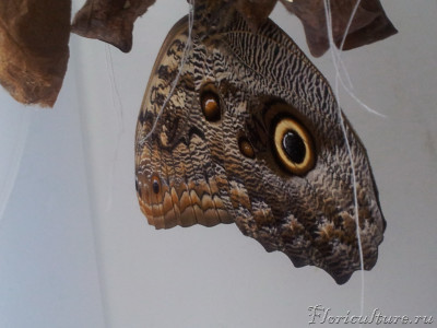 caligo eurilochus.jpg