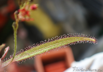 IMG_4691 — копия.JPG