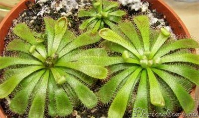 И, наконец, D. aliciae.<br />Покупали - было два растишки в горшке, теперь уже четыре :) Получается, что размножается делением :D